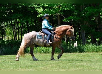 Cheval de trait, Hongre, 7 Ans, 157 cm, Alezan cuivré