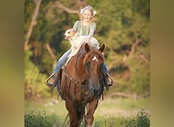 Cheval de trait Croisé, Hongre, 7 Ans, 157 cm, Alezan cuivré