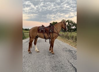 Cheval de trait Croisé, Hongre, 7 Ans, 157 cm, Alezan dun