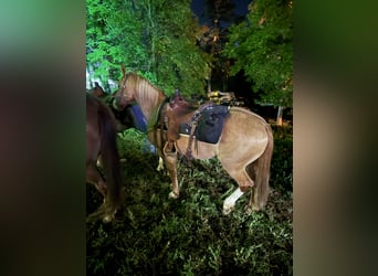 Cheval de trait Croisé, Hongre, 7 Ans, 157 cm, Alezan dun