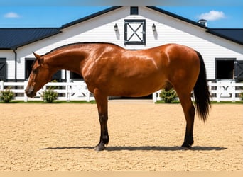Cheval de trait, Hongre, 7 Ans, 157 cm, Bai cerise