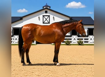 Cheval de trait, Hongre, 7 Ans, 157 cm, Bai cerise