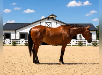 Cheval de trait, Hongre, 7 Ans, 157 cm, Bai cerise