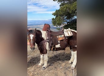 Cheval de trait Croisé, Hongre, 7 Ans, 157 cm, Bai cerise