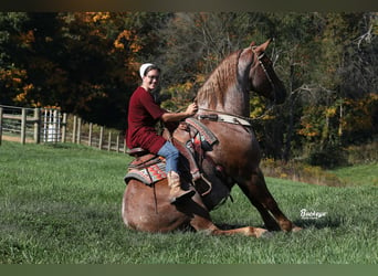 Cheval de trait Croisé, Hongre, 7 Ans, 157 cm, Rouan Rouge