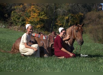 Cheval de trait Croisé, Hongre, 7 Ans, 157 cm, Rouan Rouge