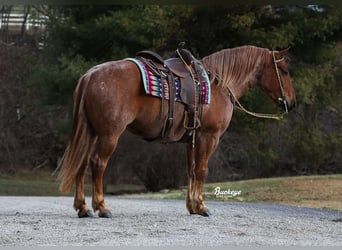 Cheval de trait Croisé, Hongre, 7 Ans, 157 cm, Rouan Rouge