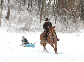 Cheval de trait Croisé, Hongre, 7 Ans, 157 cm, Rouan Rouge