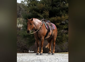 Cheval de trait Croisé, Hongre, 7 Ans, 157 cm, Rouan Rouge