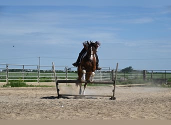 Cheval de trait, Hongre, 7 Ans, 157 cm, Tobiano-toutes couleurs