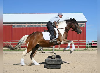 Cheval de trait, Hongre, 7 Ans, 157 cm, Tobiano-toutes couleurs