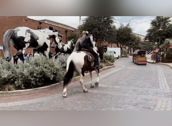 Cheval de trait Croisé, Hongre, 7 Ans, 157 cm, Tobiano-toutes couleurs