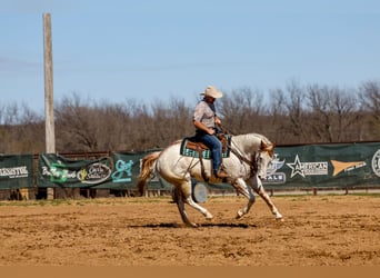 Cheval de trait Croisé, Hongre, 7 Ans, 160 cm, Alezan cuivré