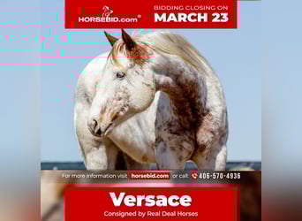 Cheval de trait Croisé, Hongre, 7 Ans, 160 cm, Alezan cuivré