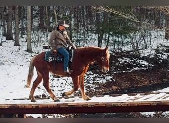 Cheval de trait, Hongre, 7 Ans, 160 cm, Alezan cuivré