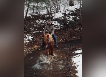 Cheval de trait, Hongre, 7 Ans, 160 cm, Alezan cuivré