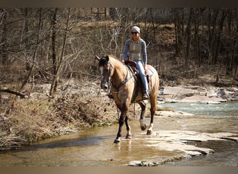 Cheval de trait, Hongre, 7 Ans, 160 cm, Grullo