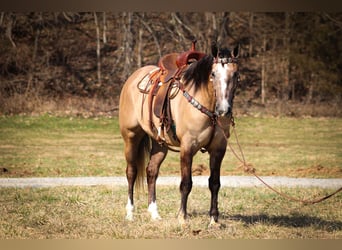 Cheval de trait, Hongre, 7 Ans, 160 cm, Grullo