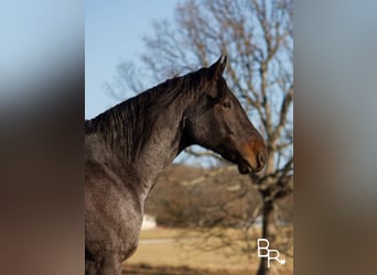 Cheval de trait, Hongre, 7 Ans, 160 cm, Roan-Bay