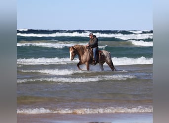 Cheval de trait Croisé, Hongre, 7 Ans, 160 cm, Rouan Rouge