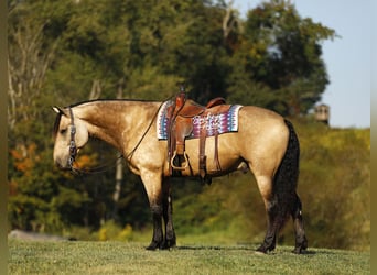 Cheval de trait Croisé, Hongre, 7 Ans, 160 cm