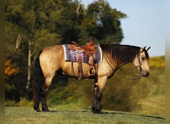 Cheval de trait Croisé, Hongre, 7 Ans, 160 cm