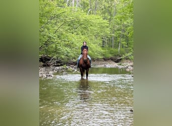 Cheval de trait, Hongre, 7 Ans, 163 cm, Alezan brûlé