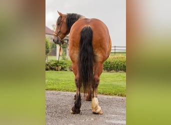 Cheval de trait Croisé, Hongre, 7 Ans, 163 cm, Bai cerise