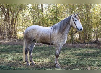 Cheval de trait, Hongre, 7 Ans, 163 cm, Gris