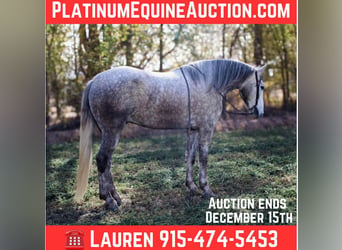 Cheval de trait, Hongre, 7 Ans, 163 cm, Gris