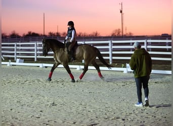 Cheval de trait Croisé, Hongre, 7 Ans, 163 cm, Grullo