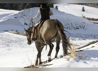 Cheval de trait Croisé, Hongre, 7 Ans, 163 cm, Grullo