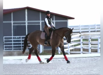 Cheval de trait Croisé, Hongre, 7 Ans, 163 cm, Grullo