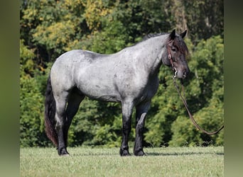 Cheval de trait, Hongre, 7 Ans, 163 cm, Rouan Bleu