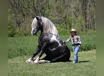 Cheval de trait, Hongre, 7 Ans, 163 cm, Tobiano-toutes couleurs