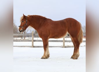 Cheval de trait, Hongre, 7 Ans, 165 cm, Alezan brûlé