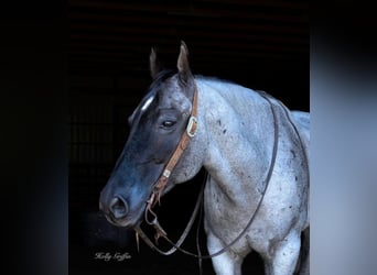 Cheval de trait, Hongre, 7 Ans, 165 cm, Rouan Bleu