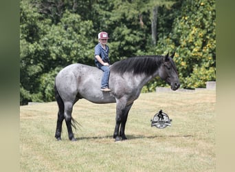 Cheval de trait, Hongre, 7 Ans, 165 cm, Rouan Bleu