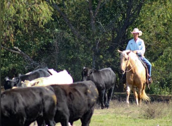 Cheval de trait Croisé, Hongre, 7 Ans, 168 cm, Palomino