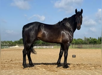 Cheval de trait, Hongre, 7 Ans, 173 cm, Bai