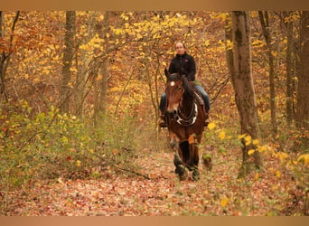 Cheval de trait Croisé, Hongre, 7 Ans, 178 cm, Bai cerise