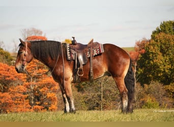 Cheval de trait Croisé, Hongre, 7 Ans, 178 cm, Bai cerise