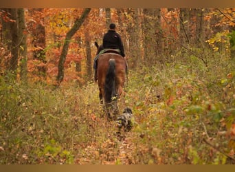 Cheval de trait Croisé, Hongre, 7 Ans, 178 cm, Bai cerise