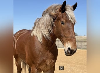 Cheval de trait Croisé, Hongre, 7 Ans, 183 cm, Bai cerise