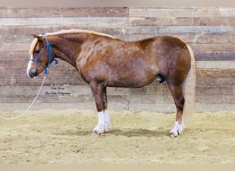 Cheval de trait Croisé, Hongre, 7 Ans, Alezan cuivré