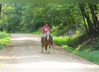 Cheval de trait Croisé, Hongre, 7 Ans, Alezan cuivré