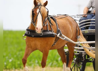 Cheval de trait Croisé, Hongre, 7 Ans, Alezan cuivré