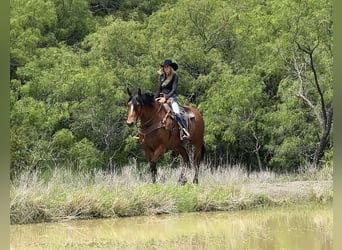 Cheval de trait Croisé, Hongre, 7 Ans, Bai cerise
