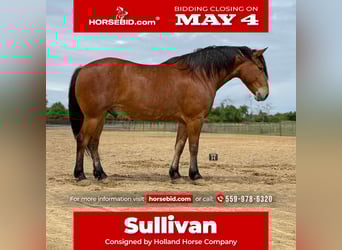 Cheval de trait Croisé, Hongre, 7 Ans, Bai cerise