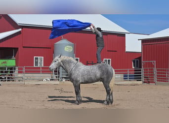 Cheval de trait, Hongre, 7 Ans, Gris